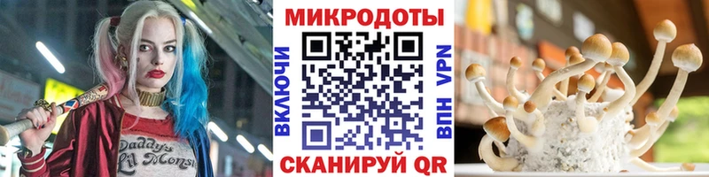 Галлюциногенные грибы Psilocybe  Петровск-Забайкальский 